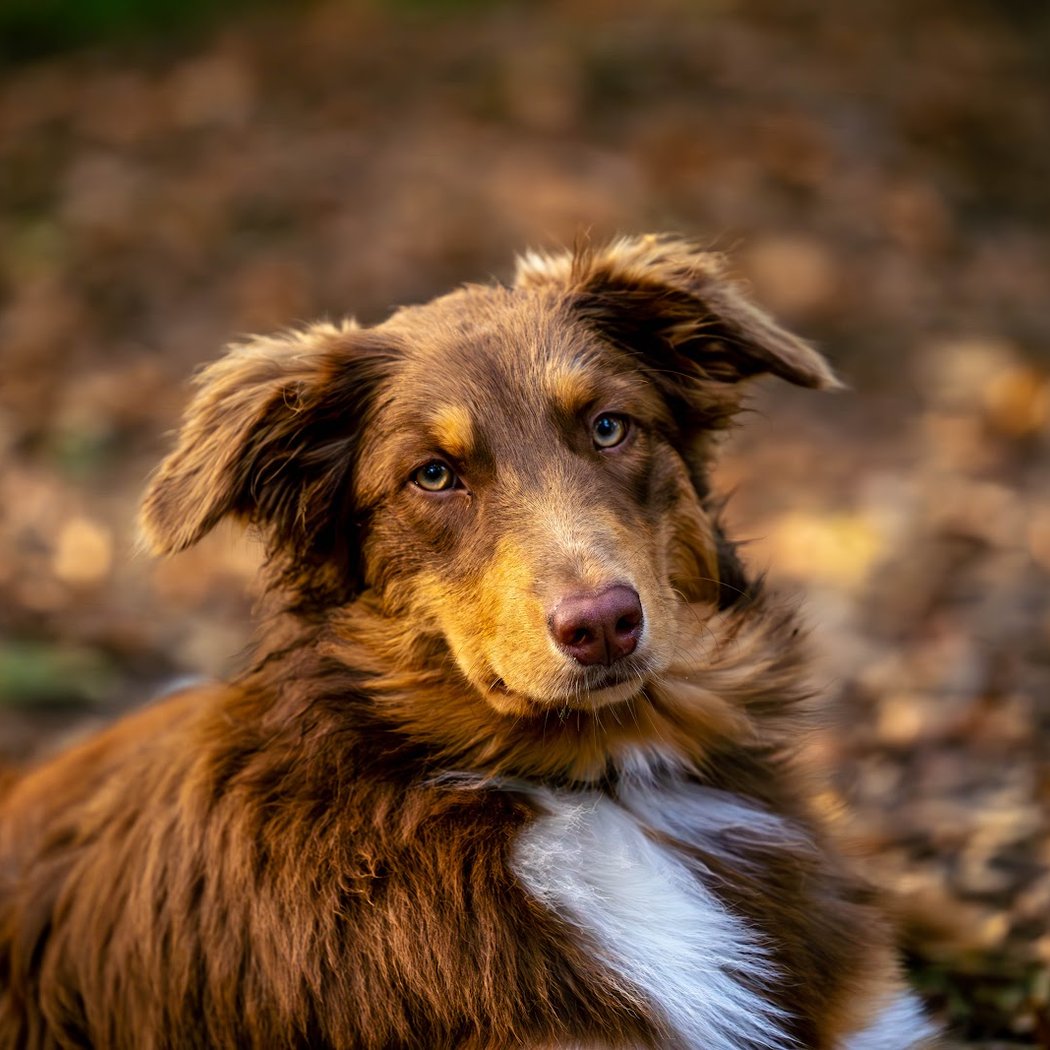 Club Canin de Clichy sous Bois 3